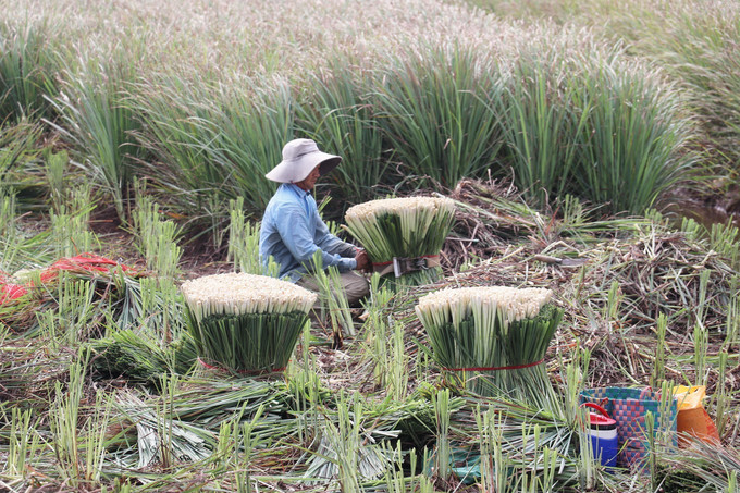 Cây sả ở Tân Phú Đông được ưa chuộng vì lượng tinh dầu nhiều. Cây sả ở Tân Phú Đông được ưa chuộng vì lượng tinh dầu nhiều.