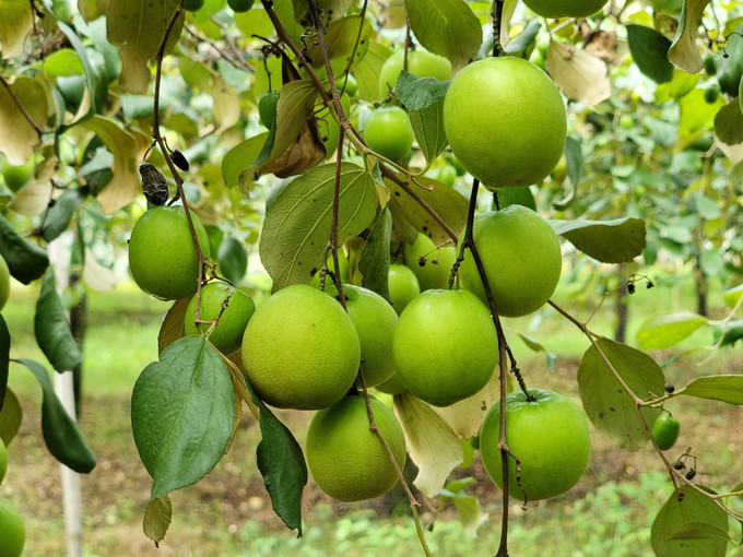 Giống táo mới TN05 với đặc điểm quả to, giòn và ngọt đang được nông dân tỉnh Ninh Thuận trồng nhân rộng. Giống táo mới TN05 với đặc điểm quả to, giòn và ngọt đang được nông dân tỉnh Ninh Thuận trồng nhân rộng.