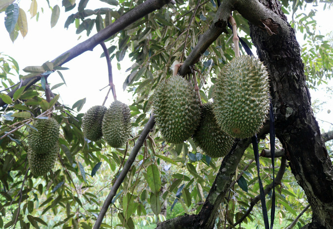 Sầu riêng trồng tại xã miền núi Lâm Sơn (huyện Ninh Sơn, tỉnh Ninh Thuận). Ảnh: TTXVN phát Sầu riêng trồng tại xã miền núi Lâm Sơn (huyện Ninh Sơn, tỉnh Ninh Thuận). Ảnh: TTXVN phát