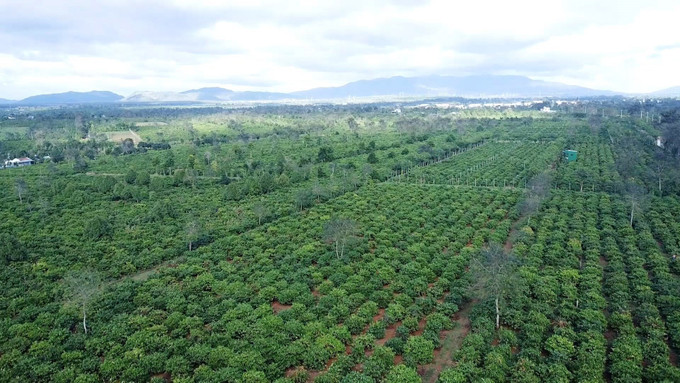 Nông dân các địa phương phía Tây tỉnh Gia Lai đang vào cao điểm thu hoạch cà phê. Ảnh: Hoài Nam/TTXVN