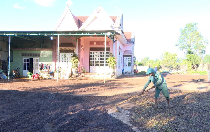 Nông dân các địa phương phía Tây tỉnh Gia Lai đang vào cao điểm thu hoạch cà phê. Ảnh: Hoài Nam/TTXVN