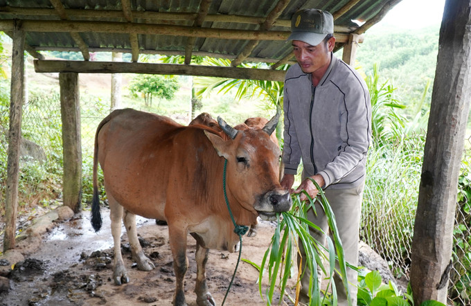 Hộ anh Đinh Văn Buồn, thôn Đăk Trên, xã Sơn Tây (Quảng Ngãi) thoát nghèo nhờ mô hình chăn nuôi bò sinh sản.