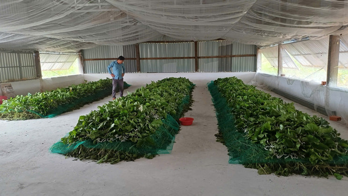 Xã Ia Hrú, tỉnh Gia Lai hiện có gần 130ha dâu tằm với hơn 250 hộ dân tham gia trồng dâu, nuôi tằm, mở ra hướng phát triển kinh tế mới cho nông dân.