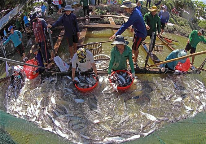 Đồng Tháp là địa phương có diện tích nuôi cá tra lớn nhất cả nước. Ảnh: Vũ Sinh/TTXVN kinh-te-bien-dong-thap.jpg