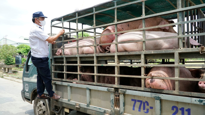Lực lượng chức năng kiểm tra lâm sàng trước khi lợn được nhập vào khu giết mổ. giet-mo-lon-gia-lai-3.jpg