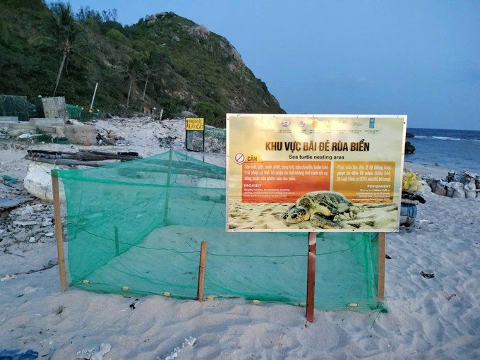 Khu vực bãi đẻ rùa biển tại xã đảo Nhơn Châu được khoanh vùng, bảo vệ nghiêm ngặt. Ảnh: TTXVN phát Khu vực bãi đẻ rùa biển tại xã đảo Nhơn Châu được khoanh vùng, bảo vệ nghiêm ngặt. Ảnh: TTXVN phát