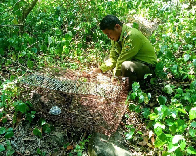 Lực lượng chức năng thả 3 cá thể diều hâu quý hiếm về lại môi trường tự nhiên. Ảnh: TTXVN phát