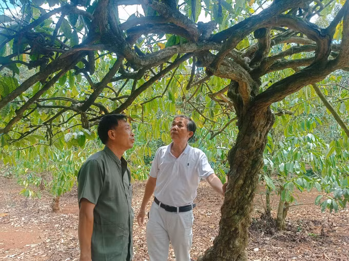 Một trong những gốc cây cà phê cổ thụ trăm năm tuổi của đồn điền CADA còn lại đến ngày nay, thuộc HTX Nông Nghiệp Sạch (xã K'rông Pắk, Đắk Lắk). Ảnh: Kha Phạm/TTXVN