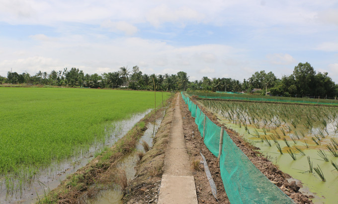 Nhiều diện tích đất trũng phèn, sản xuất kém hiệu quả nông dân cải tạo chuyển sang trồng năn bộp. Nhiều diện tích đất trũng phèn, sản xuất kém hiệu quả nông dân cải tạo chuyển sang trồng năn bộp.