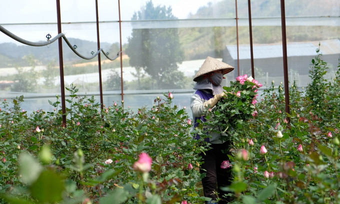 Mô hình trồng hoa hồng công nghệ cao dưới chân núi Langbiang mang lại thu nhập ổn định cho người dân địa phương. Mô hình trồng hoa hồng công nghệ cao dưới chân núi Langbiang mang lại thu nhập ổn định cho người dân địa phương.