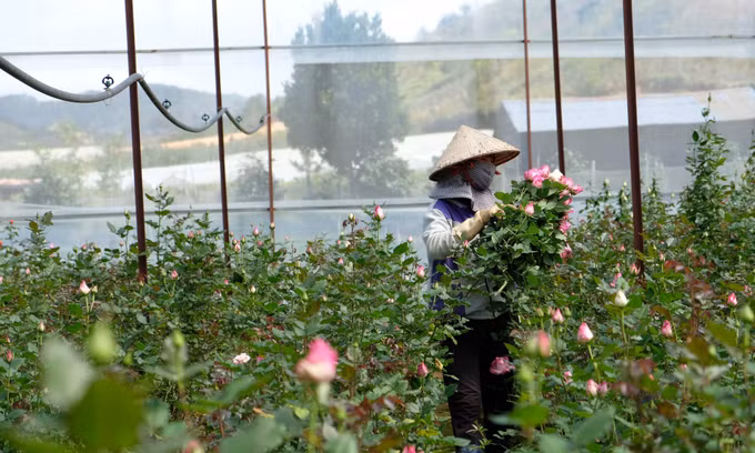 Mô hình trồng hoa hồng công nghệ cao dưới chân núi Langbiang mang lại thu nhập ổn định cho người dân địa phương.