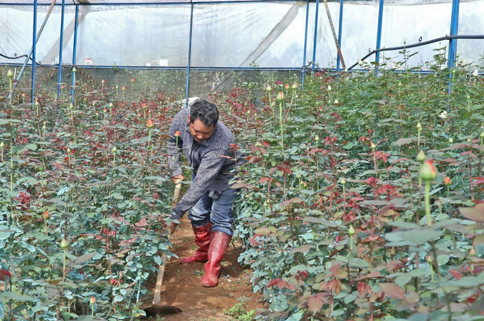 Ông Bon Yô Soa (45 tuổi, tổ dân phố Đankia, phường Langbiang – Đà Lạt) được Hội Nông dân địa phương hỗ trợ vay vốn để mua giống, phân bón, làm nhà kính chuyển đổi sang trồng hoa hồng công nghệ cao. trong-hoa-hong-cong-nghe-cao-1.jpg
