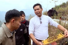 Nuôi ong bạc hà thời công nghệ số trên Cao nguyên đá Đồng Văn