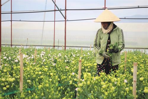 Hoa cát tường trong nhà kính của gia đình bà Phạm Thị Cường. Ảnh: dalat-info.vn Hoa cát tường trong nhà kính của gia đình bà Phạm Thị Cường. Ảnh: dalat-info.vn