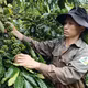 Khai thác lợi thế đất đỏ bazan, nâng tầm nông nghiệp phía Tây Lâm Đồng