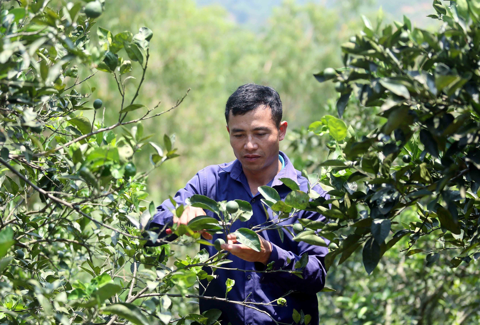 Mô hình trồng cây ăn trái của gia đình anh Lường Văn Vui, bản Cà Pống, xã Nặm Ét (Quỳnh Nhai, Sơn La) cho thu nhập khoảng 200 triệu đồng/năm. son-la-1.jpg