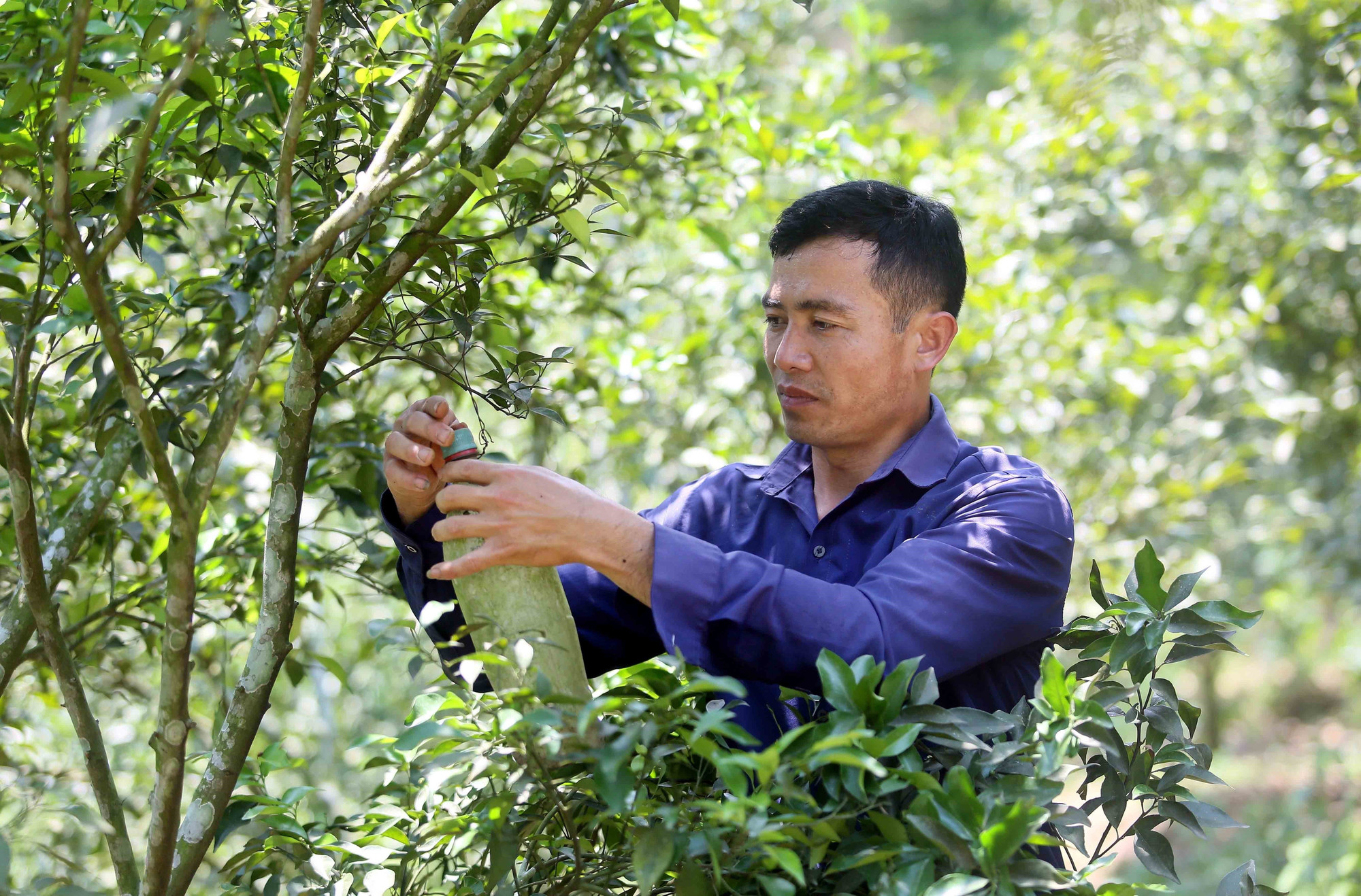 Anh Lường Văn Vui, bản Cà Pống, xã Nặm Ét (Quỳnh Nhai, Sơn La) đặt bẫy côn trùng gây hại cho diện tích trồng cam. Anh Lường Văn Vui, bản Cà Pống, xã Nặm Ét (Quỳnh Nhai, Sơn La) đặt bẫy côn trùng gây hại cho diện tích trồng cam.