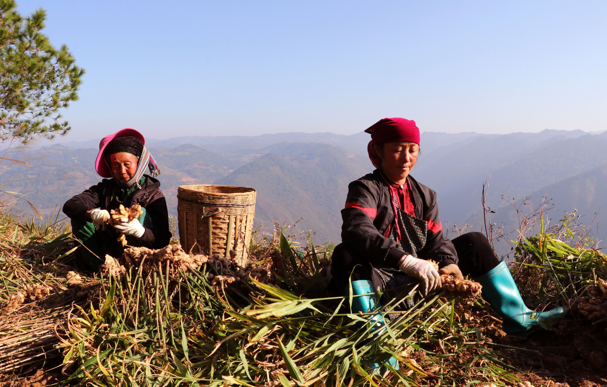 Người dân xã Lũng Cú phấn khởi thu hoạch vụ gừng năng suất cao.