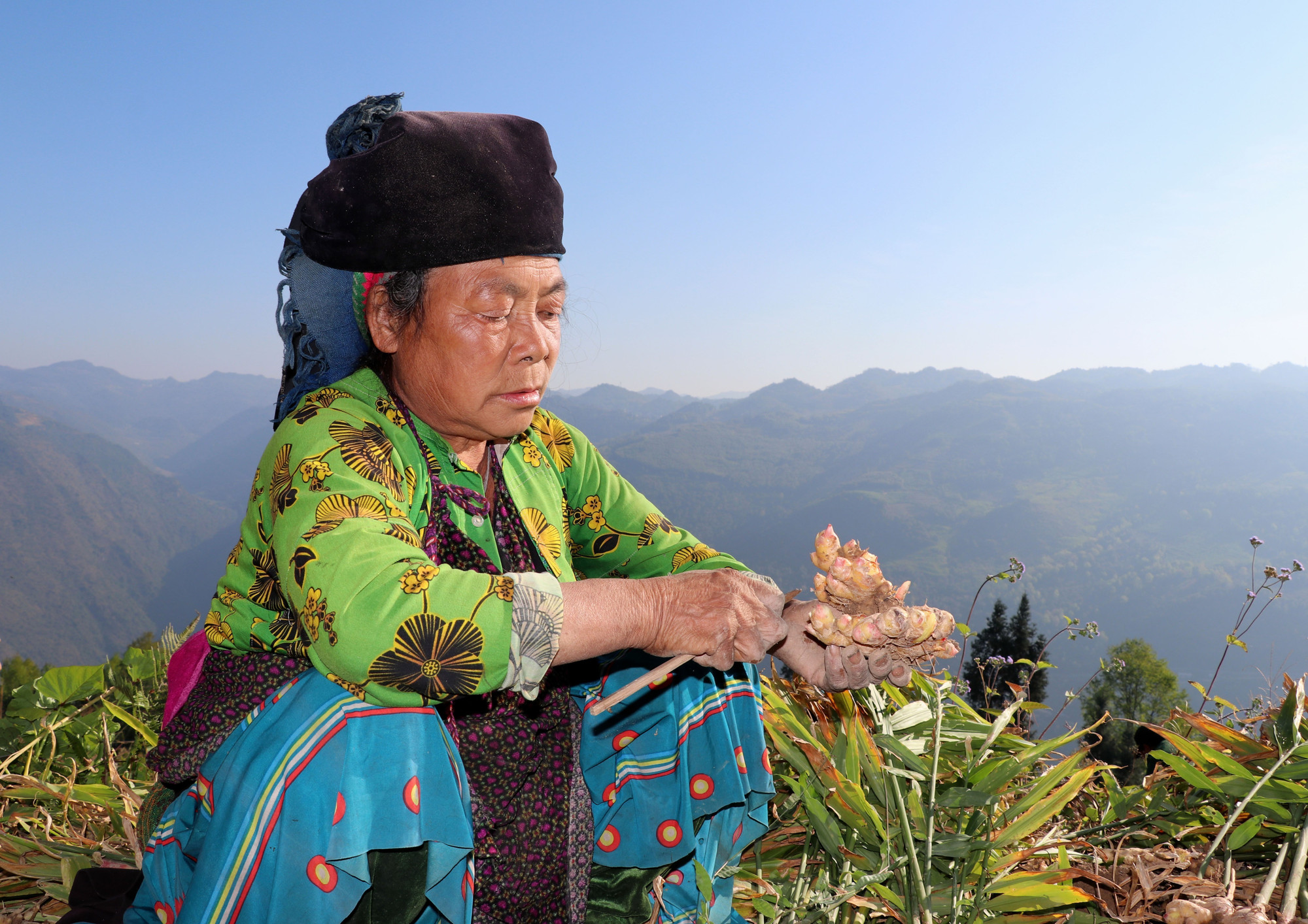 Người dân xã Lũng Cú thu hoạch vụ gừng năng suất cao.