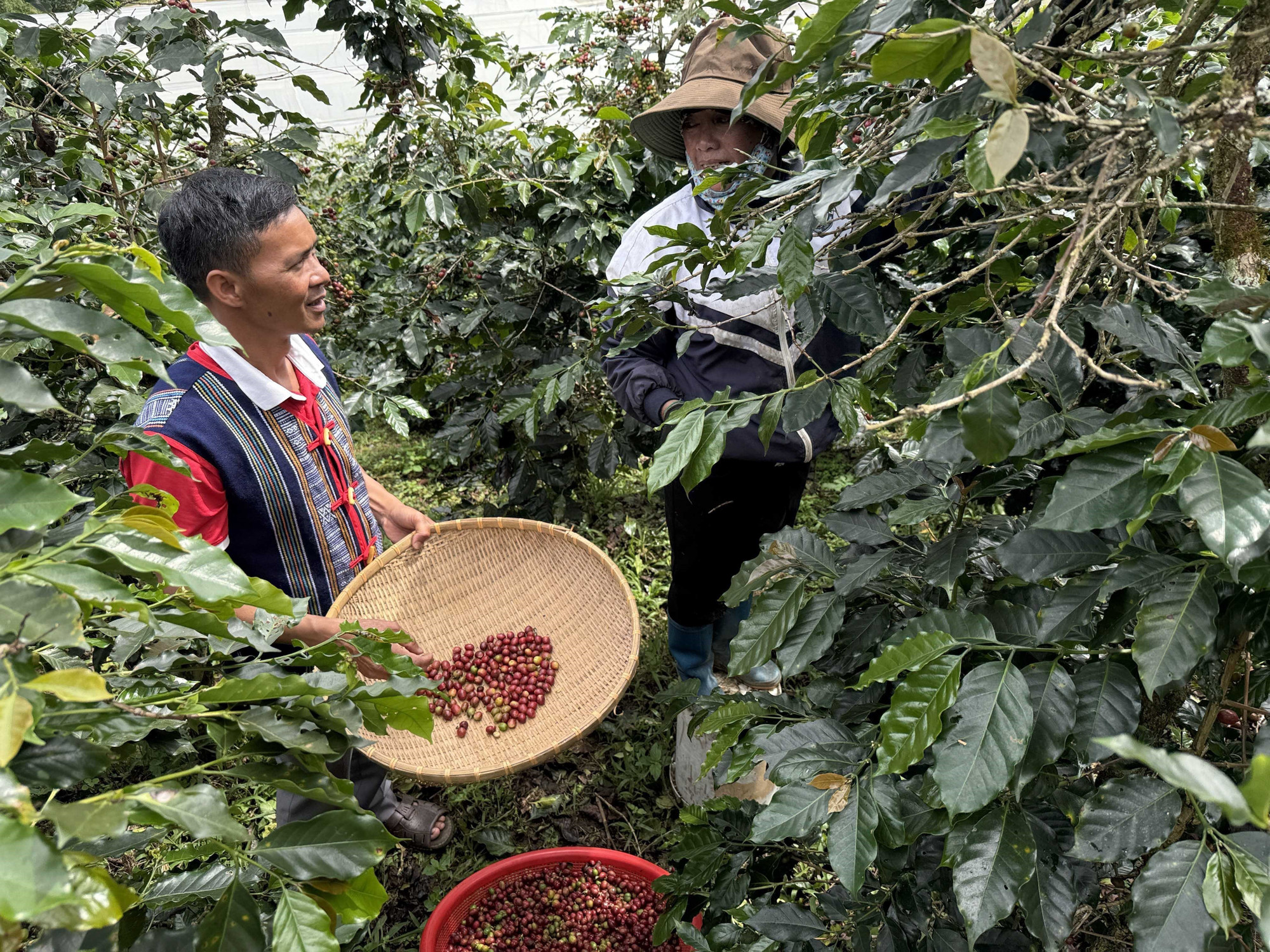Ông Liêng Jrang Ha Hoang và các thành viên trong tổ hợp tác cà phê Chư Mui luôn tuân thủ các biện pháp chăm sóc, thu hoạch, chế biên cà phê theo hướng hữu cơ.