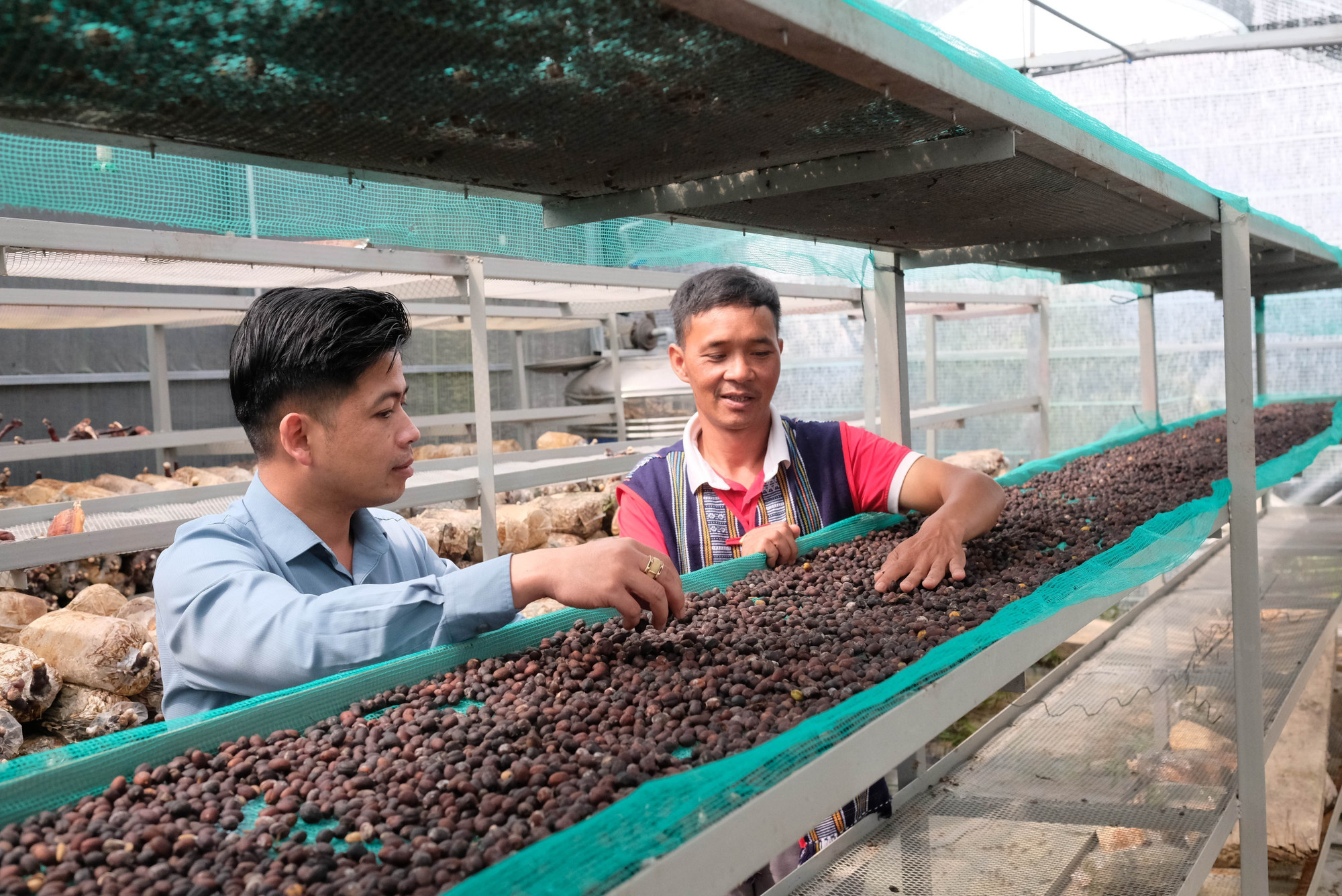 Người dân đầu tư nhà kính để phơi cà phê nhằm hạn chế ẩm mốc do trời mưa, sương mù liên tục xuất hiện trong vụ mùa cà phê hàng năm.