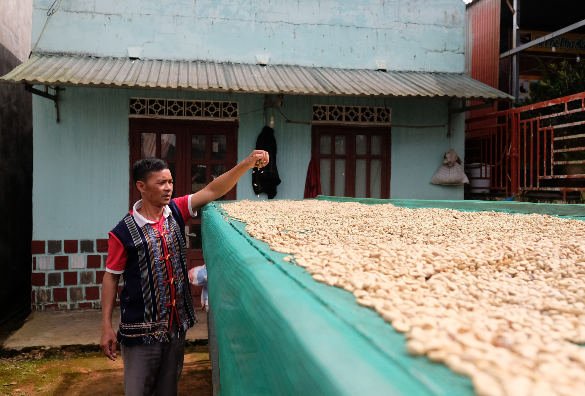 Ông Liêng Jrang Ha Hoang phơi mẻ cà phê nhân Arabica đầu tiên của vụ mùa năm 2025 trước khi xuất đi cho khách hàng.