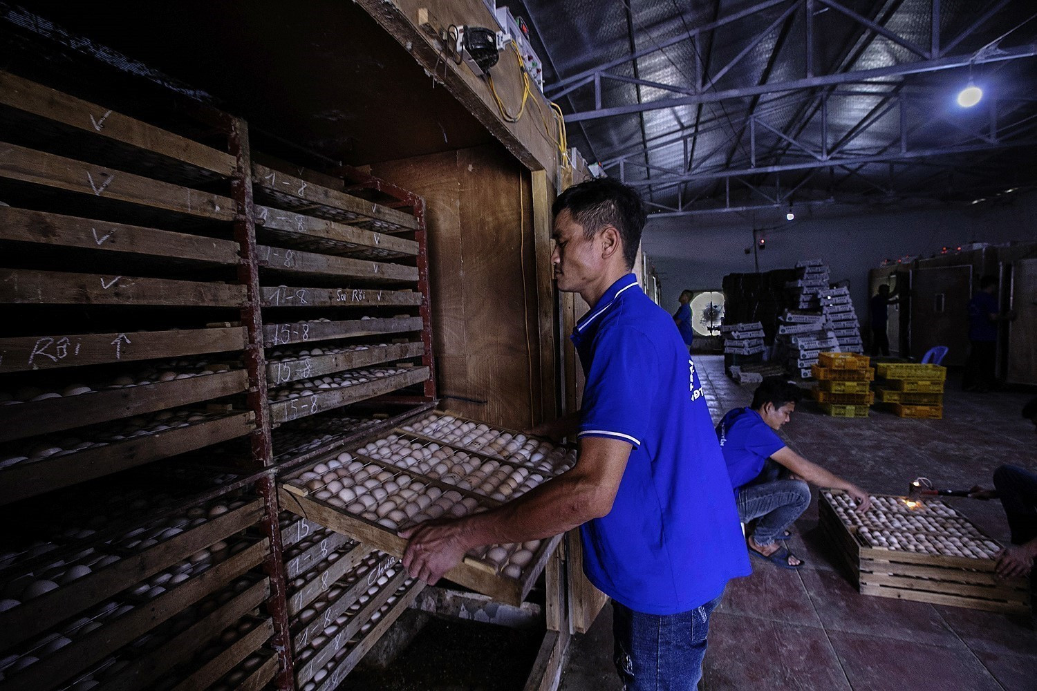 Những khay trứng sau khi được soi chọn sẽ được đưa vào các máy ấp trứng. Những khay trứng sau khi được soi chọn sẽ được đưa vào các máy ấp trứng.