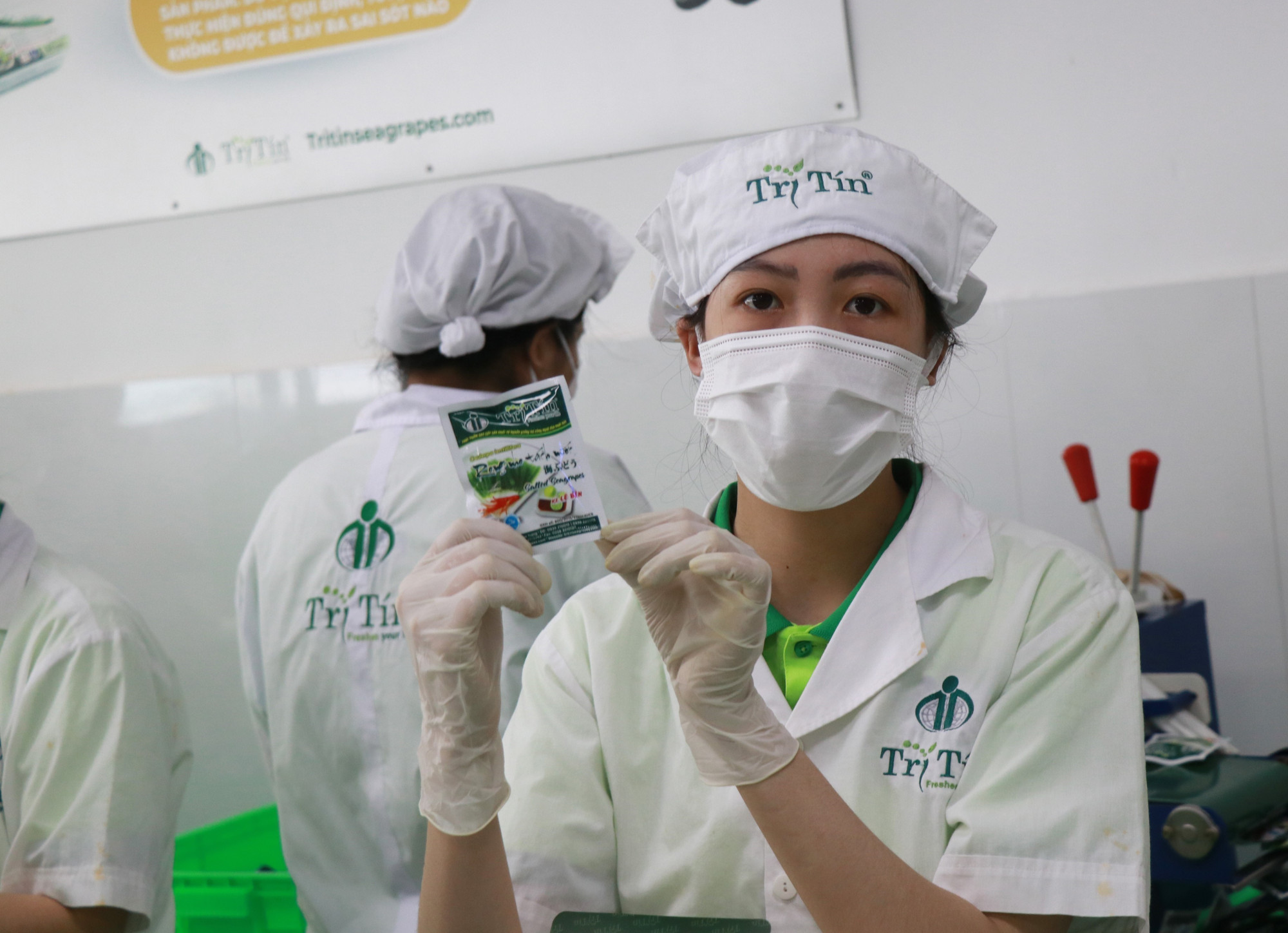 Công ty Trí Tín (Khánh Hòa) áp dụng tiến bộ khoa học - kỹ thuật để nâng cao năng suất rong nho.