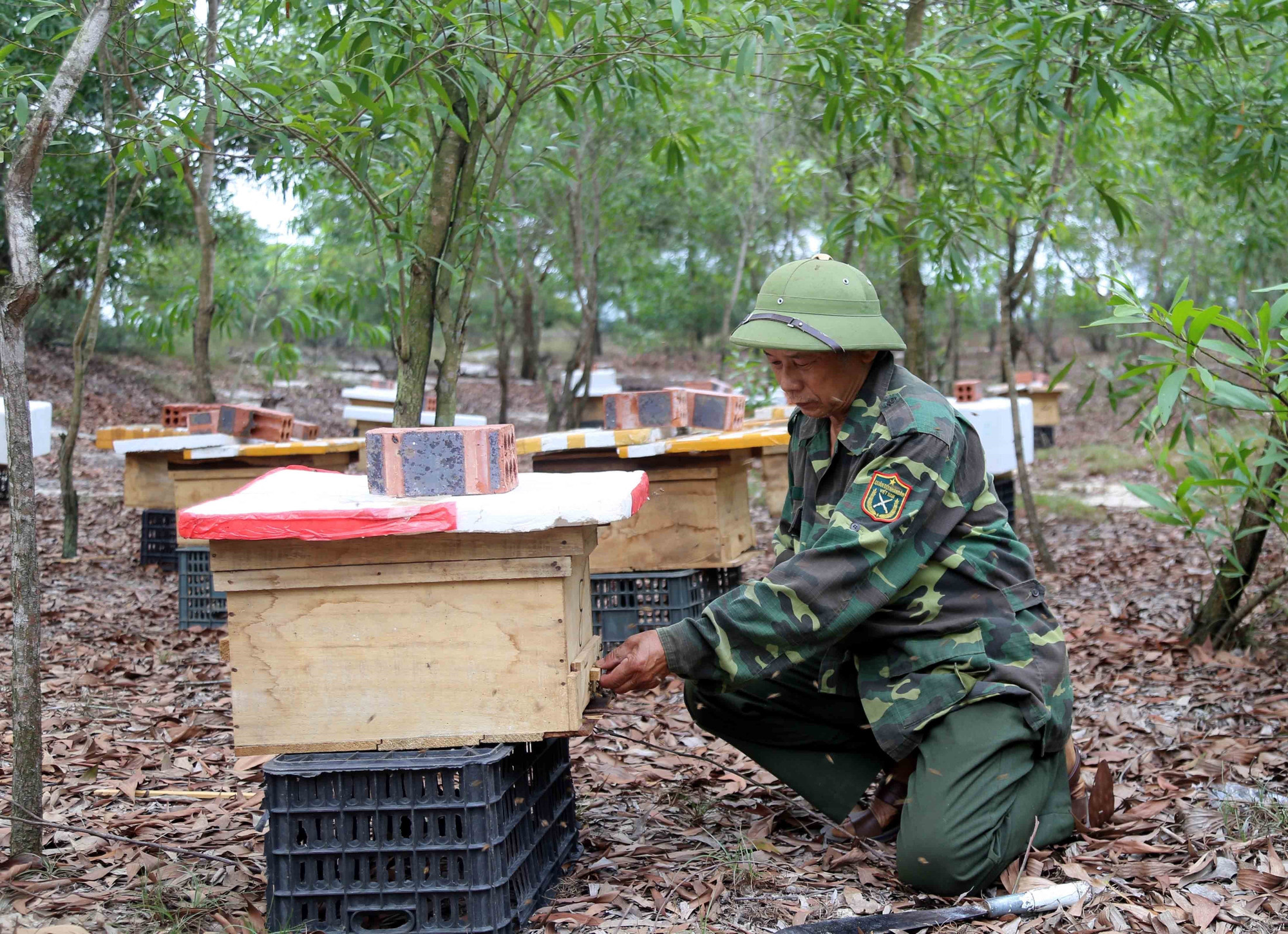 Người dân nuôi ong lấy mật dưới tán cây rừng do nhà báo Tâm Phùng trồng. quang-binh-1.jpg