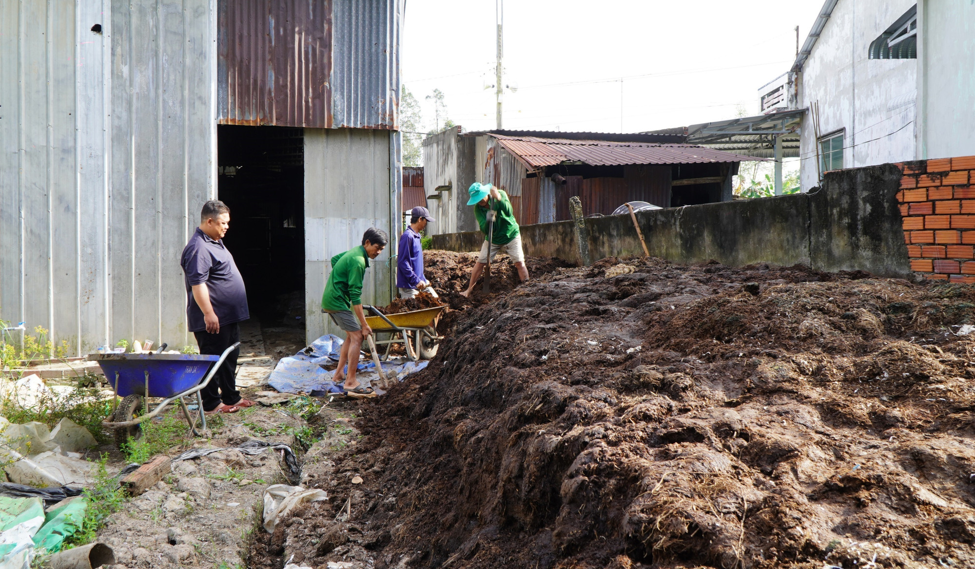Rơm sau khi ủ nấm trở thành nguyên liệu sản xuất phân hữu cơ để bón lại cho ruộng vườn.