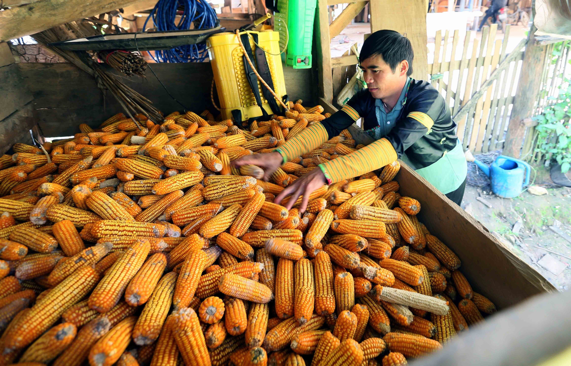 Anh Giàng A Nủ, dân tộc Mông ở Bản Hua Chiến, xã Mường La, tỉnh Sơn La, tích trữ ngô để phục vụ phát triển chăn nuôi của gia đình.