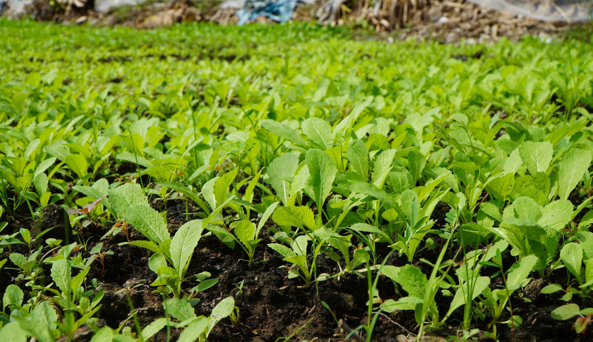 Vườn rau được bón phân hữu cơ sản suất từ rơm và phát triển tốt.