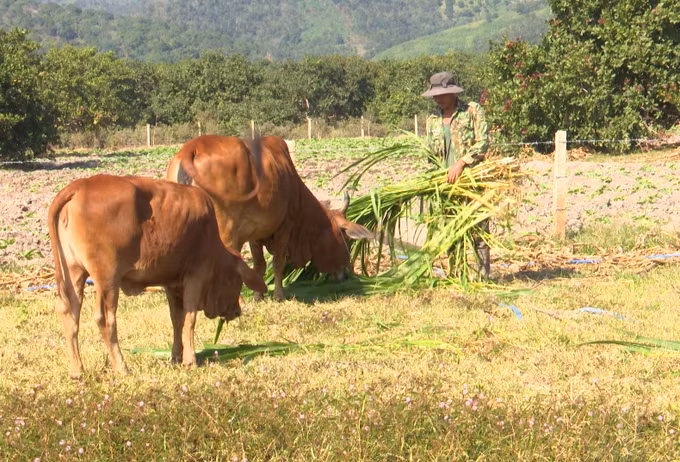 Đánh thức vùng đất Krông Pa ảnh 6