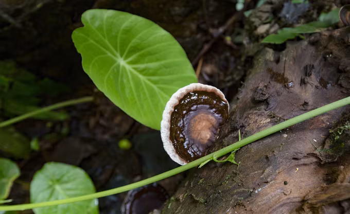 Vẻ đẹp hoang sơ của Hang Sưng (Hòa Bình) ảnh 6