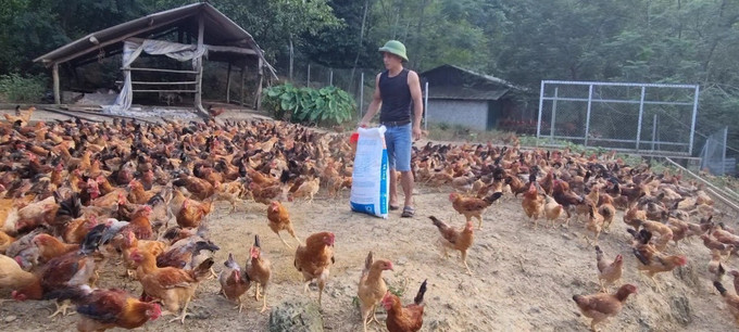 Trang trại gà của Hợp tác xã nông nghiệp Thanh niên Năng Khả. Ảnh: Nam Sương - TTXVN Phát triển du lịch dưới tán rừng - Hướng đi mới của tuổi trẻ Tuyên Quang ảnh 2