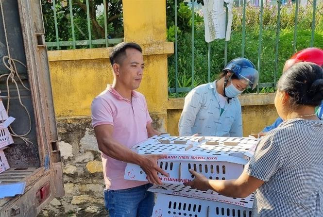 Anh Phan Thanh Ngọc (áo hồng) cung ứng ra thị trường hàng vạn con giống gà vịt mỗi tháng. Ảnh: TTXVN phát Phát triển du lịch dưới tán rừng - Hướng đi mới của tuổi trẻ Tuyên Quang ảnh 3