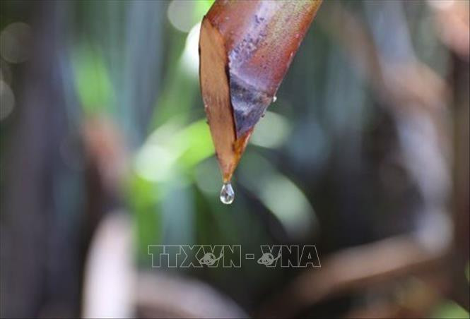 Mật dừa nước tiết ra từ cuống buồng dừa. Ảnh: Xuân Anh –TTXVN Tháng Thanh niên 2022: Chàng kỹ sư “đi thật xa để trở về” với giấc mơ mật dừa nước ảnh 3