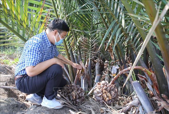 Phan Minh Tiến giới thiệu cách khai thác mật dừa nước. Ảnh: Xuân Anh -TTXVN Tháng Thanh niên 2022: Chàng kỹ sư “đi thật xa để trở về” với giấc mơ mật dừa nước ảnh 5