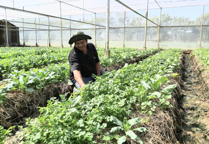 Với sự hỗ trợ của Sở Nông nghiệp và Phát triển nông thôn tỉnh Sóc Trăng, đồng bào Khmer ở xã Tham Đôn, huyện Mỹ Xuyên được tiếp thu, áp dụng khoa học - kỹ thuật vào sản xuất hoa màu, trồng lúa, nuôi trùn quế…. Ảnh: Hồng Nhung Phong trào xây dựng nông thôn mới ở Mỹ Xuyên ảnh 3