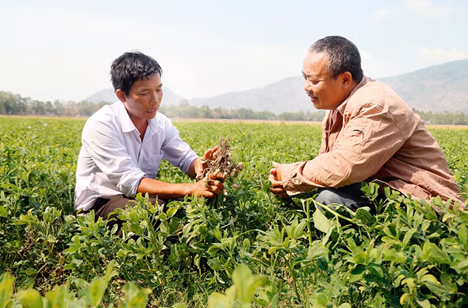 Sắc xuân ở huyện miền núi Tri Tôn ảnh 6