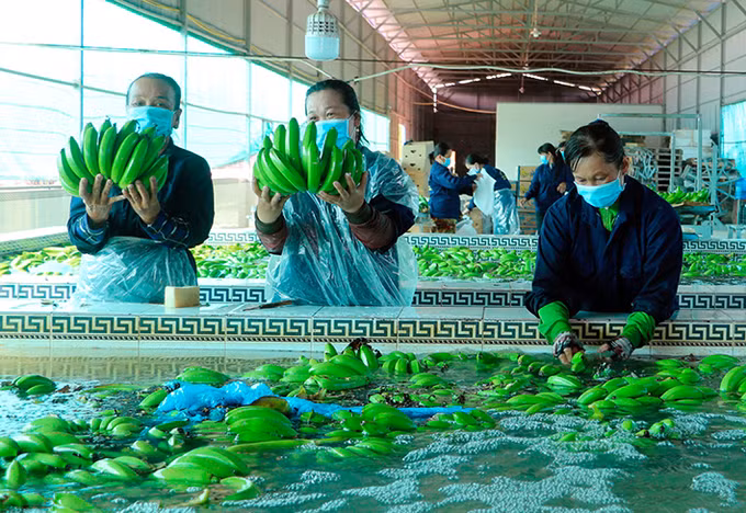 Sắc xuân ở huyện miền núi Tri Tôn ảnh 7