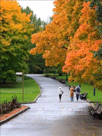 Rực rỡ mùa thu vàng nước Nga ảnh 6