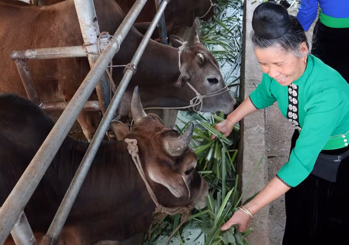 Thâm canh bò thịt trên đất dốc ở Điện Biên ảnh 1