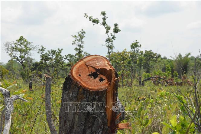 Hiện trường vụ phá rừng tại xã Ya Tờ Mốt, huyện Ea Súp, tỉnh Đắk Lắk. Ảnh: Tuấn Anh – TTXVN Vụ phá rừng quy mô lớn tại Đắk Lắk: Bắt tạm giam 28 đối tượng liên quan ảnh 2