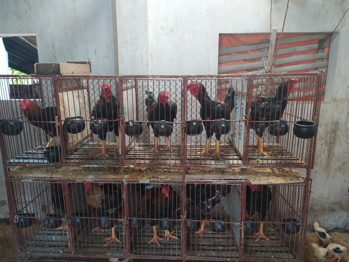 Gà Hồ được nuôi tại một hộ gia đình ở thị trấn Hồ, Thuận Thành, Bắc Ninh. Ảnh: Quế Ánh -TTXVN Hợp tác Việt-Bỉ bảo tồn giống gà bản địa ảnh 2