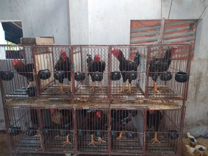 Hợp tác Việt-Bỉ bảo tồn giống gà bản địa ảnh 2