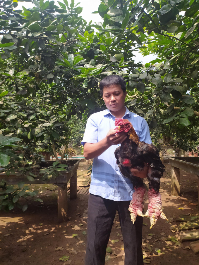 Anh Lê Quang Thắng, Chủ tịch HTX chăn nuôi gà Đông Tảo, Khoái Châu, Hưng Yên, và một chú gà Đông Tảo bản địa. Ảnh: Quế Ánh - TTXVN Hợp tác Việt-Bỉ bảo tồn giống gà bản địa ảnh 1