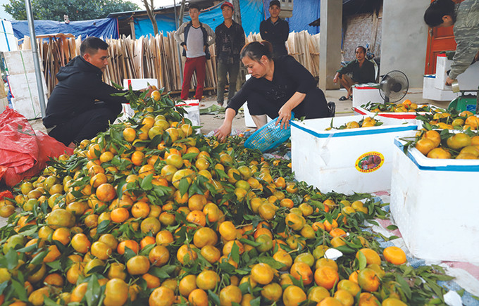 Nhờ cây quýt bản địa, nhiều hộ đồng bào dân tộc ở thôn Nà Lẹng, xã Quang Thuận đã thoát nghèo, thu nhập bình quân đạt 39 triệu đồng/ người/năm. Ảnh: An Thành Đạt Quang Thuận giảm nghèo nhờ trồng quýt bản địa ảnh 2