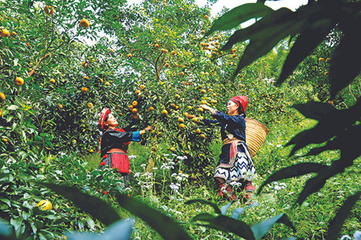 Xã Quang Thuận, huyện Bạch Thông (Bắc Kạn) có giống quýt bản địa thơm ngon nhất tỉnh Bắc Kạn với đặc tính quả vàng óng, vỏ mỏng, mọng nước và vị ngọt. Ảnh: An Thành Đạt Quang Thuận giảm nghèo nhờ trồng quýt bản địa ảnh 1