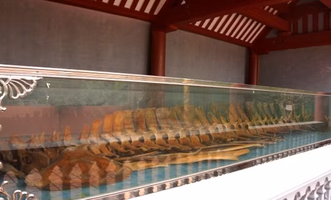 Độc đáo ngôi đền thờ bộ xương cá voi có kích thước lớn, còn nguyên vẹn ở xứ Thanh ảnh 3